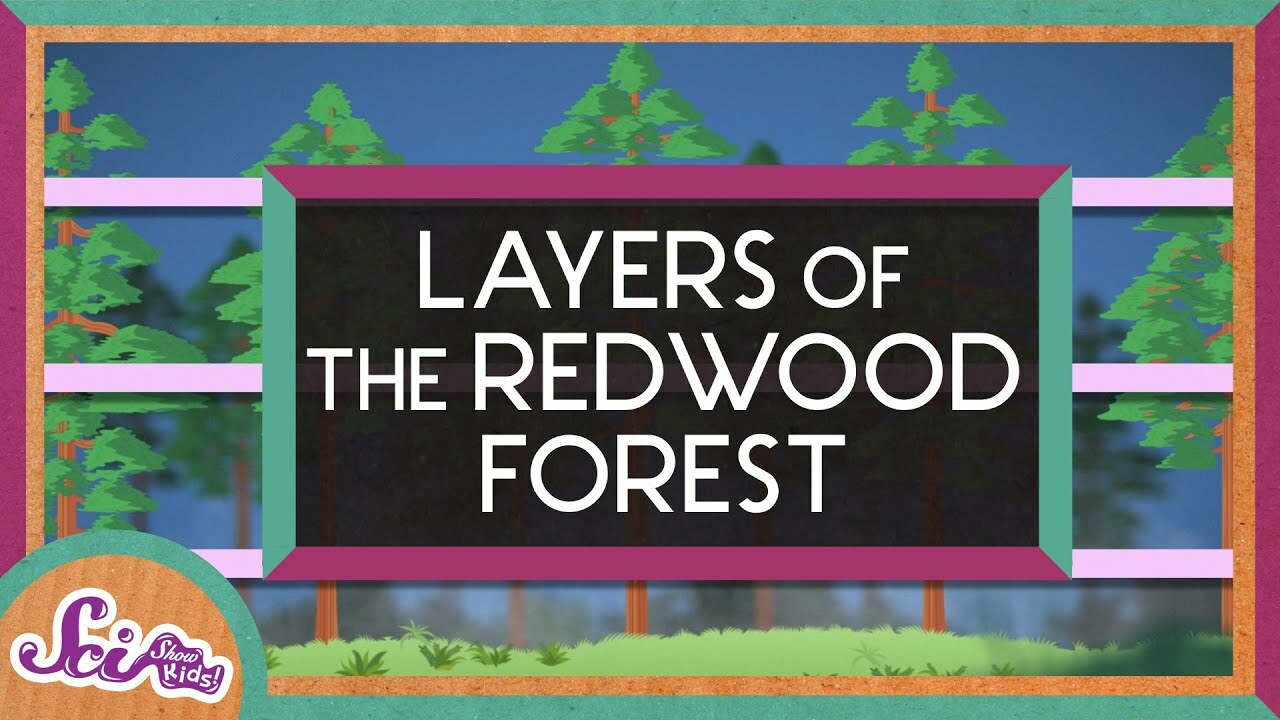 The Layers of the Redwood Forest | Explore the Redwoods | SciShow Kids